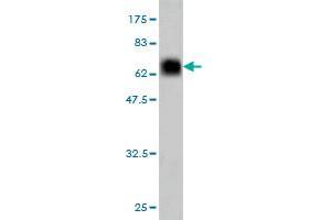 Western Blot detection against Immunogen (62.