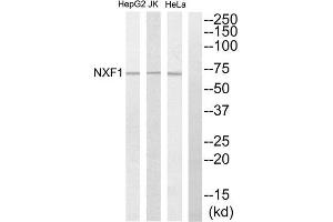 Western Blotting (WB) image for anti-Nuclear RNA Export Factor 1 (NXF1) (N-Term) antibody (ABIN1850043) (NXF1 antibody  (N-Term))