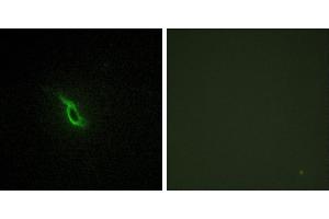 Peptide - +Immunofluorescence analysis of NIH/3T3 cells, using Adrenergic Receptor α-2A antibody. (ADRA2A antibody  (Internal Region))