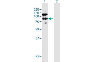 Western Blot analysis of CAST expression in transfected 293T cell line by CAST MaxPab polyclonal antibody.
