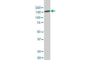 TYK2 antibody  (AA 276-375)