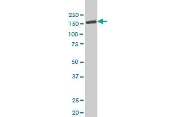 TYK2 antibody  (AA 276-375)