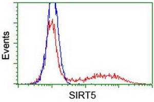 Image no. 2 for anti-Sirtuin 5 (SIRT5) antibody (ABIN1500936) (SIRT5 antibody)