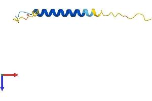 FXYD2 Protein (AA 1-70) (Fc Tag)