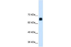 WB Suggested Anti-SLC9A9 Antibody Titration:  0. (SLC9A9 antibody  (C-Term))