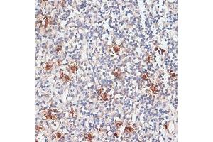 Immunohistochemistry of paraffin-embedded human tonsil using Cathepsin G antibody (ABIN6127686, ABIN6139228, ABIN6139230 and ABIN6217069) at dilution of 1:100 (40x lens). (Cathepsin G antibody  (AA 75-190))