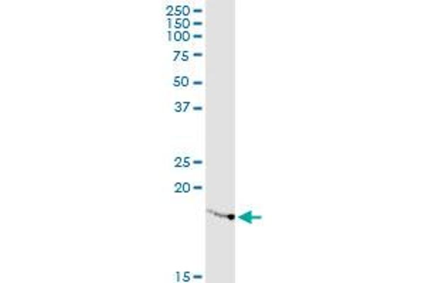 RPL23A antibody  (AA 59-156)