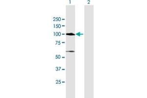Western Blot analysis of MCC expression in transfected 293T cell line by MCC MaxPab polyclonal antibody. (MCC antibody  (AA 1-829))