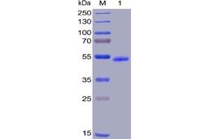 SDS-PAGE (SDS) image for Tumor Necrosis Factor Receptor Superfamily, Member 18 (TNFRSF18) (AA 26-162) protein (Fc-His Tag) (ABIN6961091)