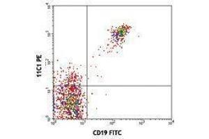 Flow Cytometry (FACS) image for anti-Tumor Necrosis Factor Receptor Superfamily, Member 13C (TNFRSF13C) antibody (PE) (ABIN2663253) (TNFRSF13C antibody  (PE))