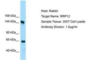 Image no. 1 for anti-Ribosomal RNA Processing 12 Homolog (RRP12) (AA 1126-1175) antibody (ABIN6750070) (RRP12 antibody  (AA 1126-1175))
