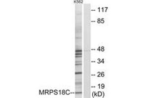 Western blot analysis of extracts from K562 cells, using MRPS18C Antibody.