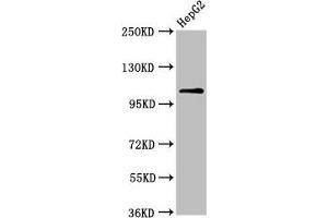 Western Blot Positive WB detected in: HepG2 whole cell lysate All lanes: USP4 antibody at 6. (USP4 antibody  (AA 632-810))