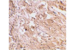 Image no. 1 for anti-Toll-Like Receptor 11 (Tlr11) (C-Term) antibody (ABIN204061) (TLR11 antibody  (C-Term))