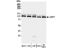 anti-Ubiquitin Specific Peptidase 7 (Herpes Virus-Associated) (USP7) (AA 1-50) antibody