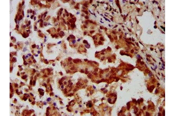 MBIP antibody  (AA 91-241)