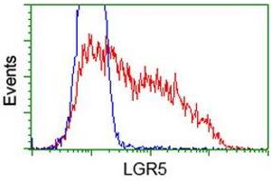 HEK293T cells transfected with either RC212825 overexpress plasmid (Red) or empty vector control plasmid (Blue) were immunostained by anti-LGR5 antibody (ABIN2454608), and then analyzed by flow cytometry. (LGR5 antibody  (AA 250-550))