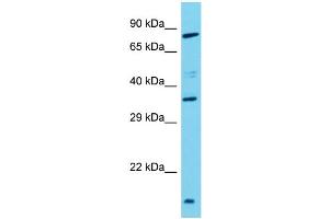 Host: Rabbit Target Name: TAS2R3 Sample Type: Hela Whole Cell lysates Antibody Dilution: 1. (TAS2R3 antibody  (C-Term))