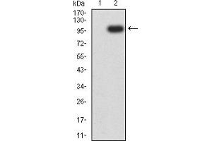 Western blot analysis using NRP1 mAb against HEK293 (1) and NRP1 (AA: 22-644)-hIgGFc transfected HEK293 (2) cell lysate. (Neuropilin 1 antibody  (AA 22-644))