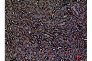 Immunohistochemistry (IHC) analysis of paraffin-embedded Mouse Kidney, antibody was diluted at 1:100. (CDCP1 antibody  (Internal Region))