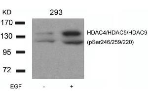 Western blot analysis of extracts from 293 cells untreated or treated with EGF using HDAC4/HDAC5/HDAC9(phospho-Ser246/259/220) Antibody.