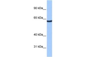 Western Blotting (WB) image for anti-Zinc Finger Protein 350 (ZNF350) antibody (ABIN2461264) (ZNF350 antibody)