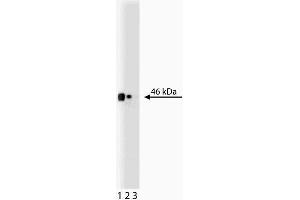 Western blot analysis of CD38 on EB1 lysate. (CD38 antibody  (AA 171-292))