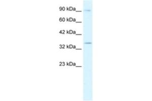 Western Blotting (WB) image for anti-Basic Helix-Loop-Helix Family, Member E22 (BHLHE22) antibody (ABIN2460464) (BHLHE22 antibody)