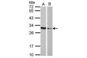 Image no. 1 for anti-High Mobility Group Box 4 (HMGB4) (AA 6-173) antibody (ABIN1498683) (HMGB4 antibody  (AA 6-173))