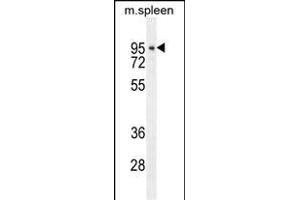 DTL Antibody (Center) (ABIN654926 and ABIN2844569) western blot analysis in mouse spleen tissue lysates (35 μg/lane). (CDT2/RAMP antibody  (AA 229-256))