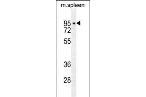 CDT2/RAMP antibody  (AA 229-256)