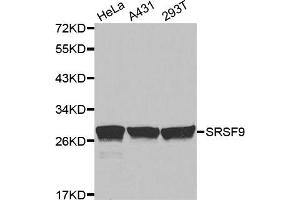 Western Blotting (WB) image for anti-serine/arginine-Rich Splicing Factor 9 (SFRS9) antibody (ABIN1877097) (SFRS9 antibody)