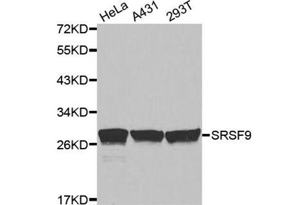 SFRS9 anticorps