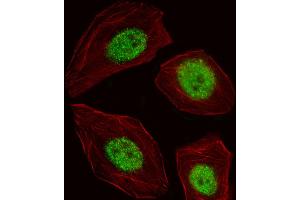 Fluorescent image of A549 cell stained with BLZF1 Antibody . (BLZF1 antibody  (AA 156-184))