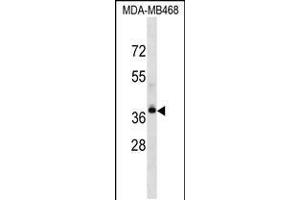 Western blot analysis in MDA-MB468 cell line lysates (35ug/lane). (LPAR4 antibody  (AA 127-156))
