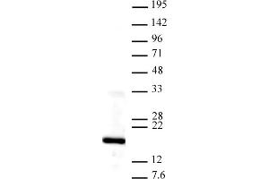 Histone H3K4me3 antibody tested by Western blot. (Histone 3 antibody  (3meLys4))