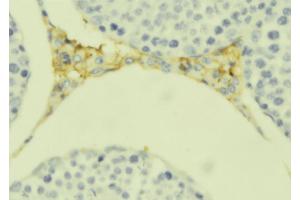 ABIN6279322 at 1/100 staining Mouse testis tissue by IHC-P. (C1QL4 antibody  (Internal Region))