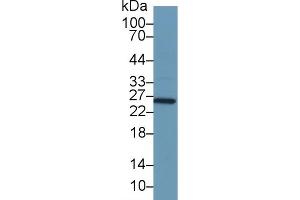 Detection of GSTa1 in Mouse Stomach lysate using Polyclonal Antibody to Glutathione S Transferase Alpha 1 (GSTa1) (GSTA1 antibody  (AA 2-222))