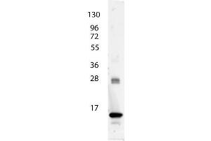 anti-Human IL-3 antibody shows detection of a band ~15 kDa in size corresponding to recombinant human IL-3. (IL-3 antibody)