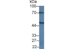 Western blot analysis of Mouse Pancreas lysate, using Human MEF2A Antibody (1 µg/ml) and HRP-conjugated Goat Anti-Rabbit antibody ( (MEF2A antibody  (AA 1-162))