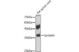 Western blot analysis of extracts of Rat spinal cord, using Syntaxin antibody (ABIN7270685) at 1:1000 dilution. (Syntaxin 1B antibody)