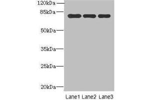 Western blot All lanes: Xaa-Pro aminopeptidase 1 antibody at 8 μg/mL Lane 1: Mouse small intestine tissue Lane 2: Mouse stomach tissue Lane 3: Mouse kidney tissue Secondary Goat polyclonal to rabbit IgG at 1/10000 dilution Predicted band size: 70, 68, 75, 73 kDa Observed band size: 70 kDa (XPNPEP1 antibody  (AA 2-623))