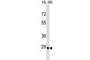 Western Blotting (WB) image for anti-Arginine-Fifty Homeobox (ARGFX) antibody (ABIN2999638) (ARGFX antibody)