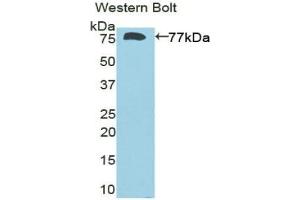 Western Blotting (WB) image for anti-Deiodinase, Iodothyronine, Type III (DIO3) (AA 37-169) antibody (ABIN7436198)