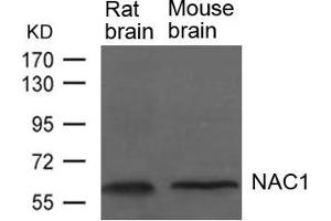 Western blot analysis of extracts from Rat and Mouse brain tissue using NAC1 Antibody. (NAC1 antibody)