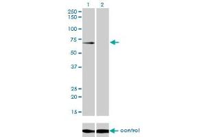 Western blot analysis of GALNT6 over-expressed 293 cell line, cotransfected with GALNT6 Validated Chimera RNAi (Lane 2) or non-transfected control (Lane 1).