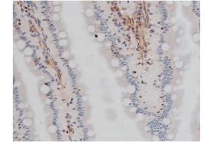 ABIN6267400 at 1/200 staining Rat intestinal tissue sections by IHC-P. (CREB1 antibody  (pSer133))