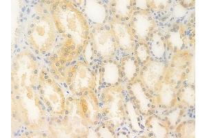 ABIN6263293 and ABIN6276757 at 1/100 staining human normal kidney tissue by IHC-P. (MMP13 antibody  (N-Term))
