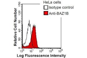 HeLa cells were fixed in 2% paraformaldehyde/PBS and then permeabilized in 90% methanol. (BAZ1B antibody)