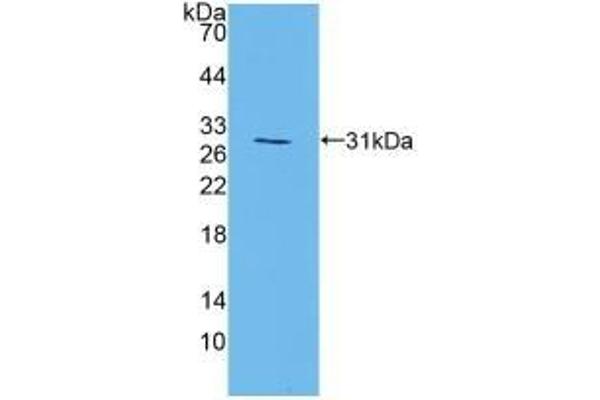 MAPK7 antibody  (AA 185-419)